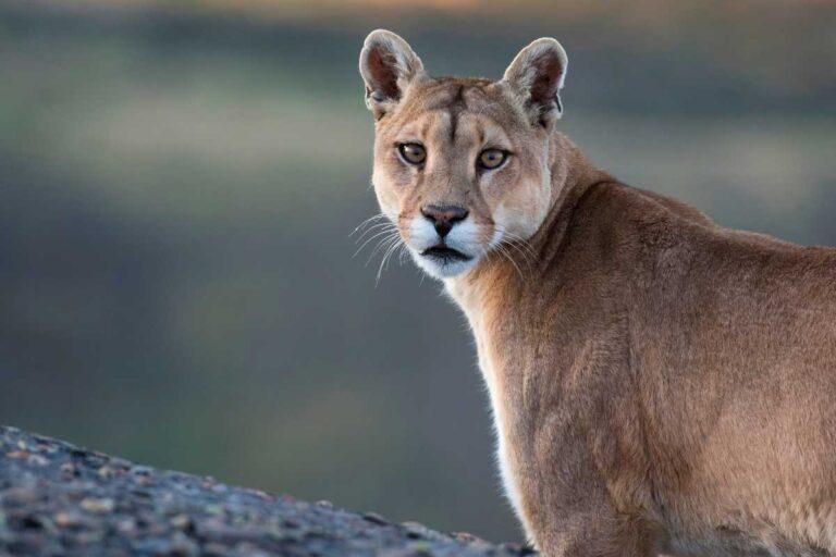 Imagen: VIDEO: Así captaron automovilistas a un puma en carretera de Hidalgo