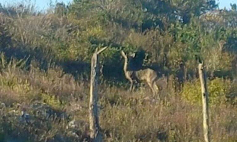 Imagen: Avistan un venado hembra en poblados de Metztitlán