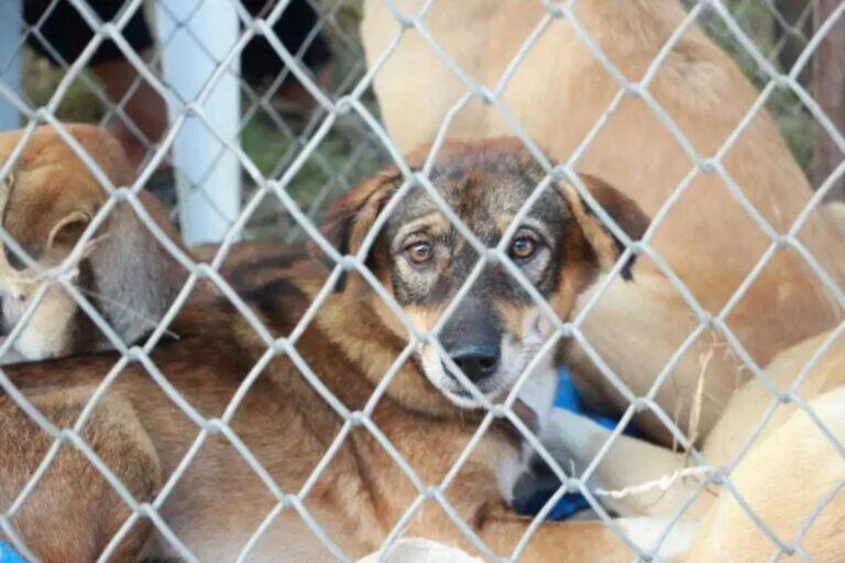 Imagen: Buscan diputados creación de la Ley de Criaderos de Animales de Compañía en Hidalgo