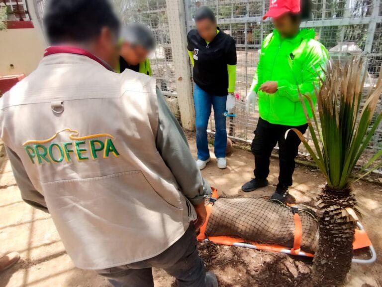Imagen: Puma en condiciones de maltrato en Actopan es trasladado a Pachuca