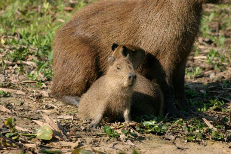 Imagen: Bienvenido: Nace capibara bebé en Bioparque estrella Monterrey 
