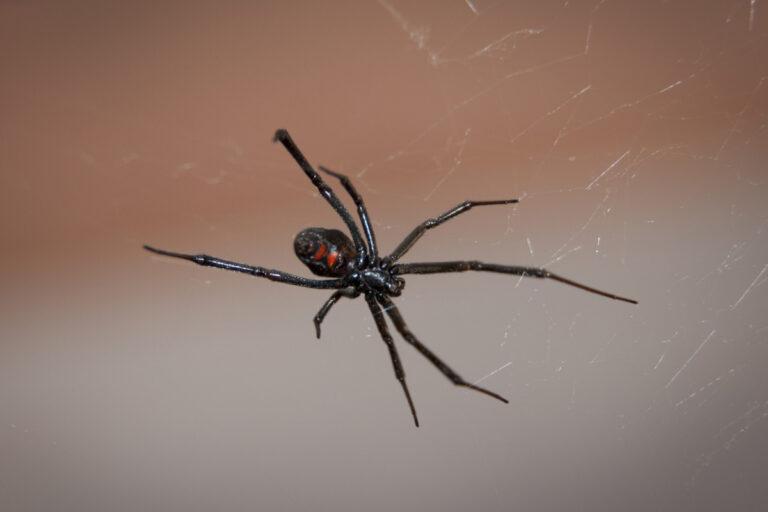 Imagen: Alerta el aumento de casos de mordedura de la araña viuda negra en Hidalgo