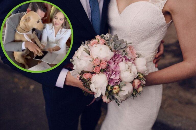 Imagen: Video viral: Perrito destaca como testigo en boda civil de sus dueños