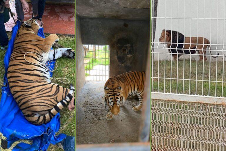 Imagen: Activista se pronuncia sobre felinos incautados en Pachuca; esto fue lo que dijo
