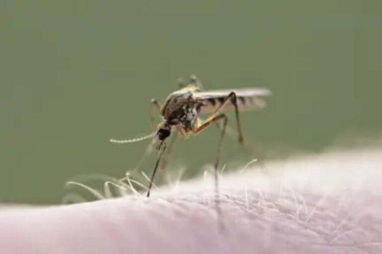 Imagen: Así va la incidencia del dengue en Hidalgo