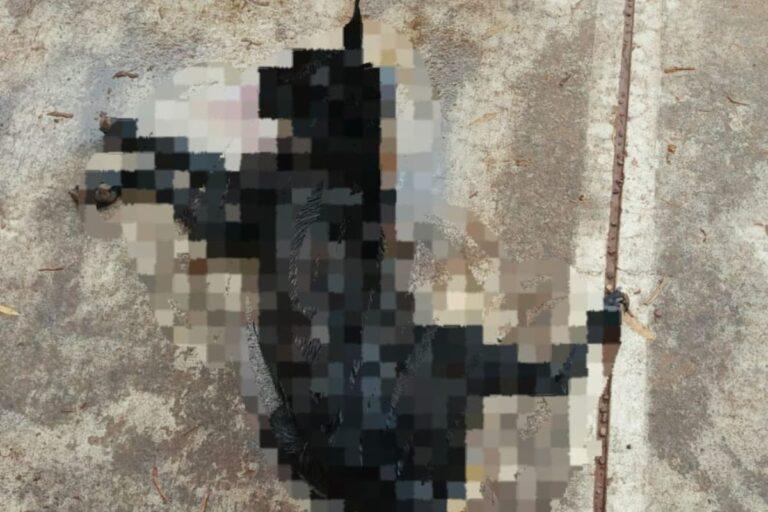 Imagen: Perros envenenados en Omitlán: ¿Hay avances en la investigación del caso?