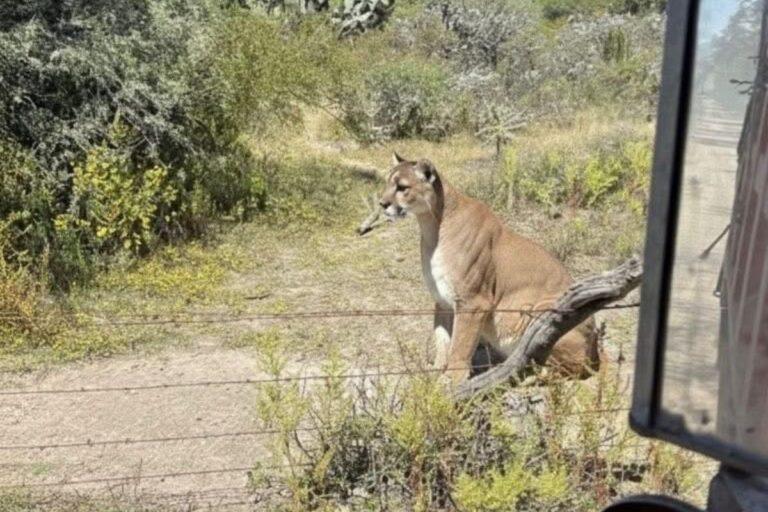 Imagen: ¿Avistamientos de un puma y un oso negro en Hidalgo son reales? Esto dice la Coesbioh