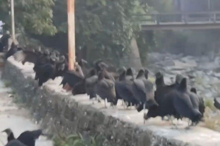 Imagen: Así afecta la contaminación de arroyo de Jaltocán a los pobladores