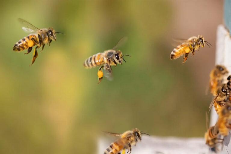 Imagen: Enjambre de abejas ataca a vecinos de Tlaxcoapan, ¿cuántos lesionados hubo?  