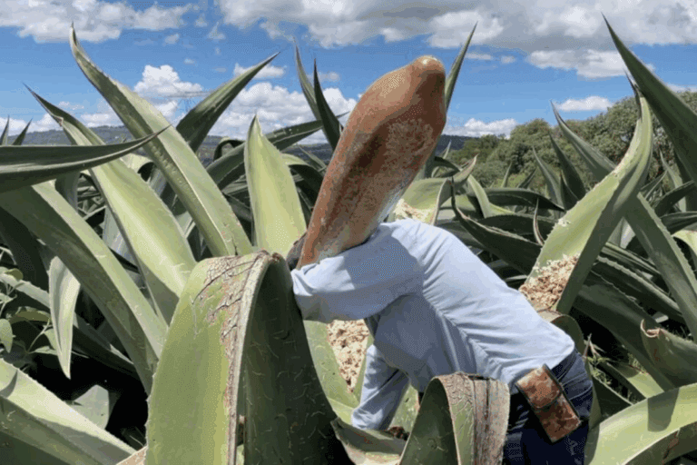 Imagen: Sube el precio del pulque en Ixmiquilpan; productores acusan falta de mano de obra