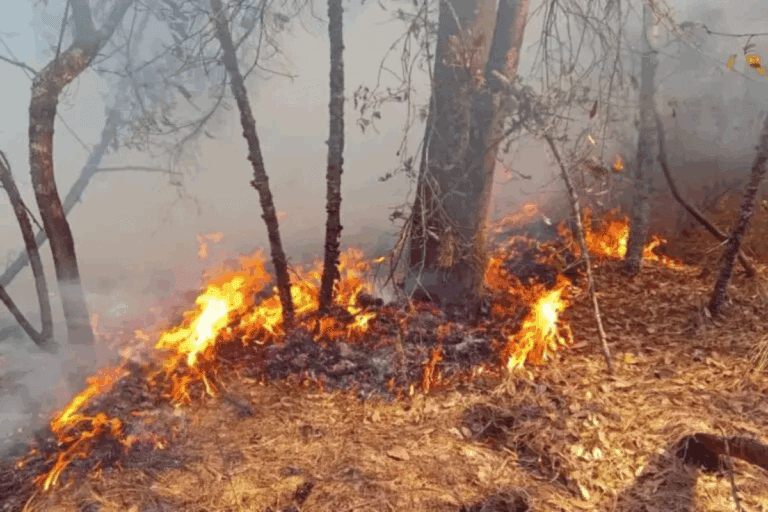Imagen: La incidencia de los incendios forestales que se espera para 2026, de acuerdo con Semarnath