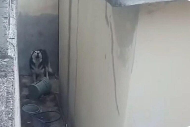 Imagen: ¿Qué pasó con el lomito del fraccionamiento Real de Oriente? Esto dijo el alcalde de Pachuca sobre el presunto caso de maltrato