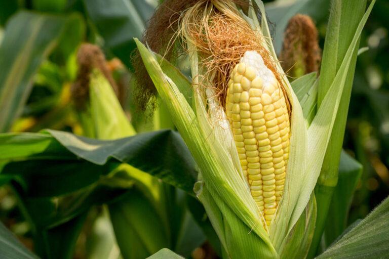 Imagen: Productores de maíz de Alfajayucan logran precio preferencial  