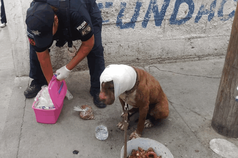 Imagen: Rescatan a perrito con lesión en la cabeza, en Pachuca