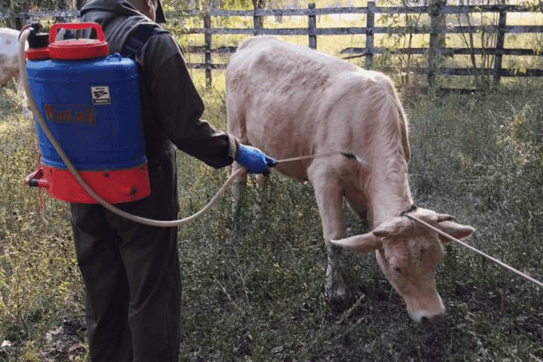 Imagen: Huazalingo: Han detectado casos de gusano barrenador en el municipio