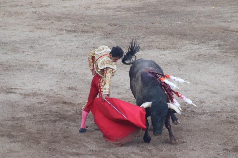 Imagen: Tarde sin orejas en la Vicente Segura, con el toro como gran protagonista del concurso de ganaderías