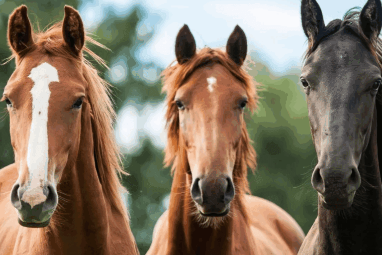 Imagen: Adiestramiento de caballos, un arte de conexión