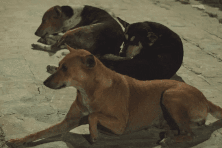 Imagen: Huejutla: Habrá una campaña de esterilización para perros y gatos. Estos son los detalles