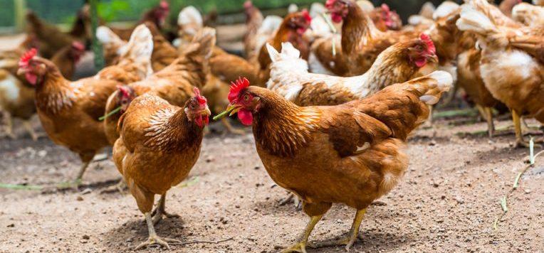 Imagen: Estos factores ponen en riesgo la crianza de aves en el Valle del Mezquital, advierten productores
