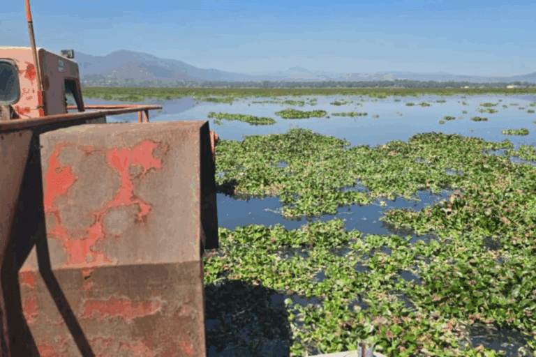 Imagen: Alfajayucan: Lirio acuático invade presa y obliga a autoridades a buscar soluciones urgentes