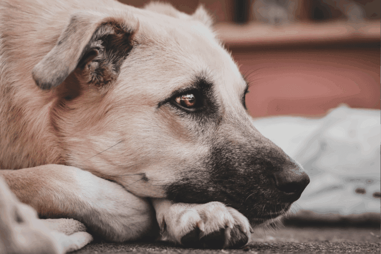 Imagen: Perro sufre presunto maltrato animal en Jaltocán, denuncia activista
