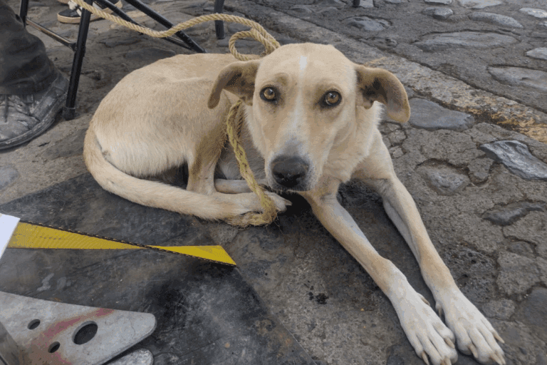Imagen: Atotonilco el Grande: Durante una jornada de salud, esterilizan animales rescatados