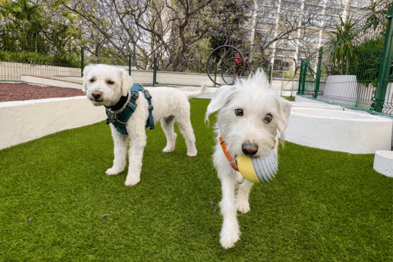 Imagen: Hidalgo: ¿Dónde salir con tu perro en Pachuca? Estos lugares son pet friendly