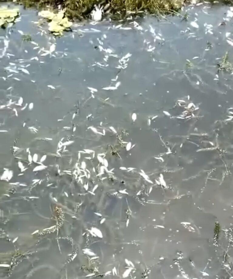 Imagen: Reportan muerte multitudinaria de peces en río Los Hules, en Huejutla