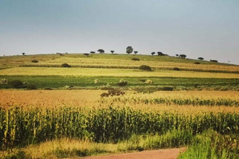 Imagen: Agricultores de la región Tula se quejan por la inseguridad; ¿qué fue lo que les hicieron?