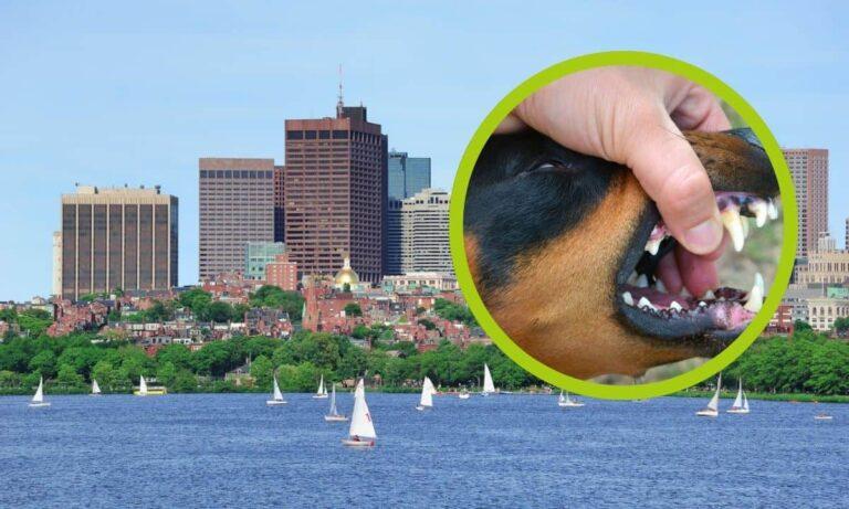 Imagen: Perro atacó a su dueña y a dos policías, en Estados Unidos; ¿cuál fue el saldo?