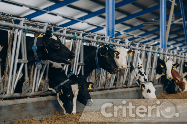 Imagen: Detectan gripe aviar en vacas lecheras de Estados Unidos: aumenta riesgo de mutación