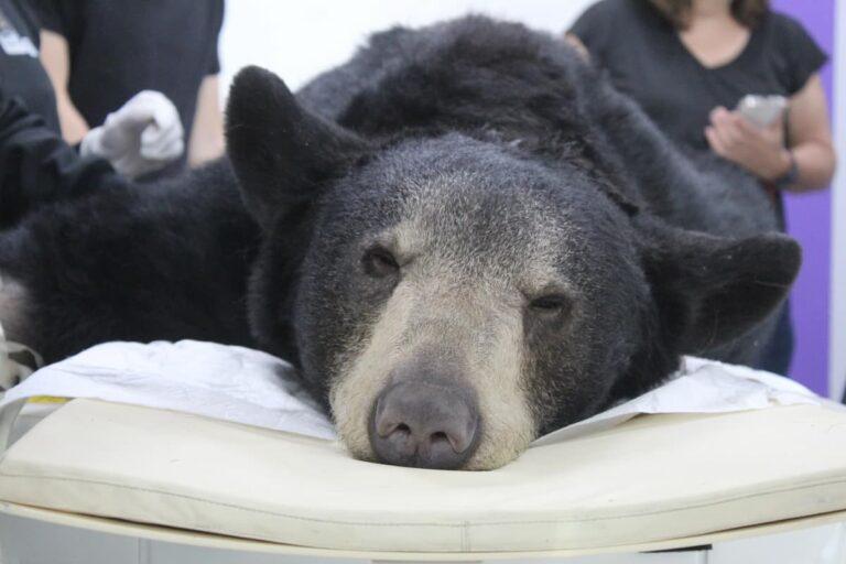 Imagen: Ursus, el oso herido en Nuevo León, será operado en Pachuca