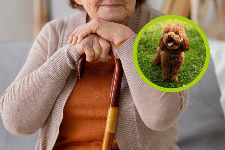 Imagen: Abuelita pierde la vida tras ser lamida por el perro de su nieta; ¿de qué murió?