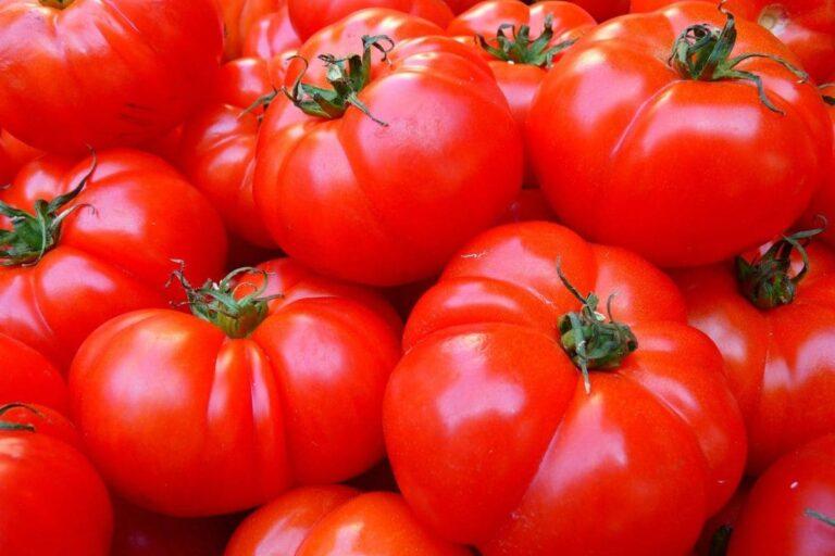 Imagen: Jitomates mexicanos, en la mira de Trump: EUA impone aranceles del 17% al vegetal