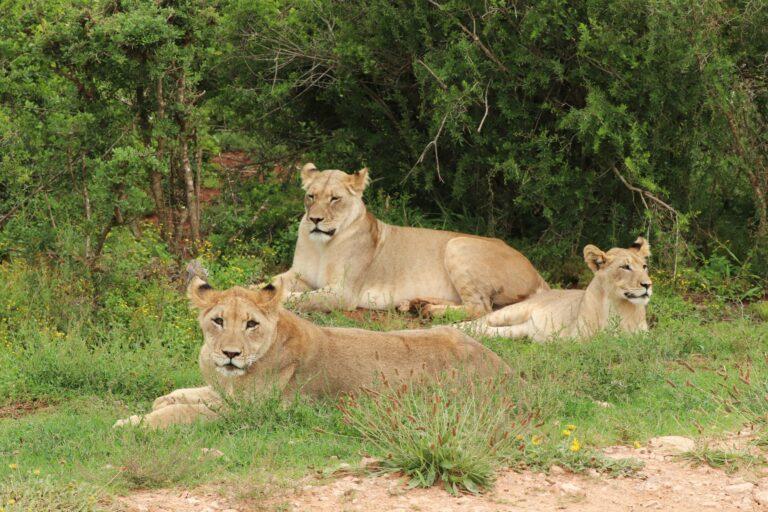 Imagen: Video: Trabajador de un safari muere al ser atacado por leones