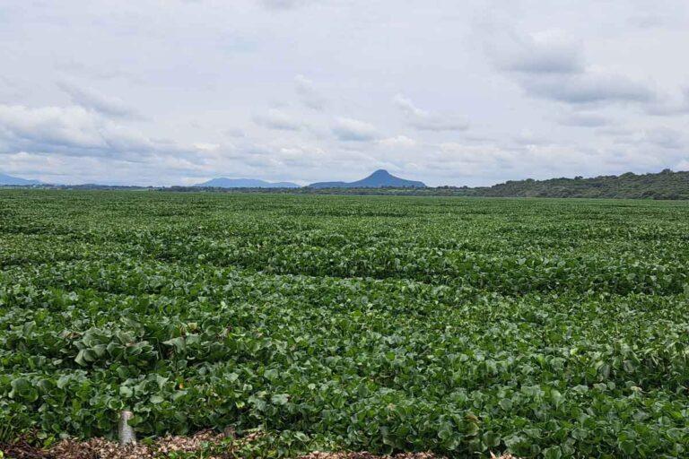 Imagen: Como “vacilada”, califican el retiro del lirio acuático de la presa Endhó, en Tula