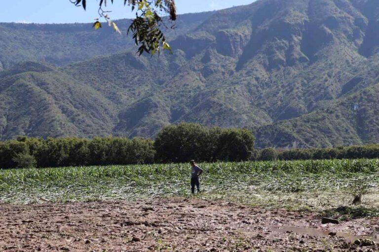Imagen: Hidalgo: Comenzó entrega de apoyo económico a 28 mil productores afectados por la vaguada monzónica