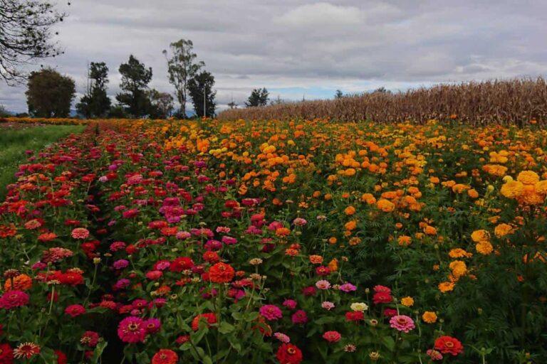 Imagen: Regresa a Doxey el Festival de las Flores; ve lo que podrás hacer en este encuentro cultural