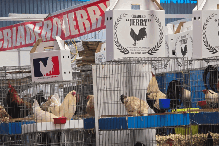 Imagen: Pese a críticas, el Mega Derby Intercontinental arranca en Pachuca