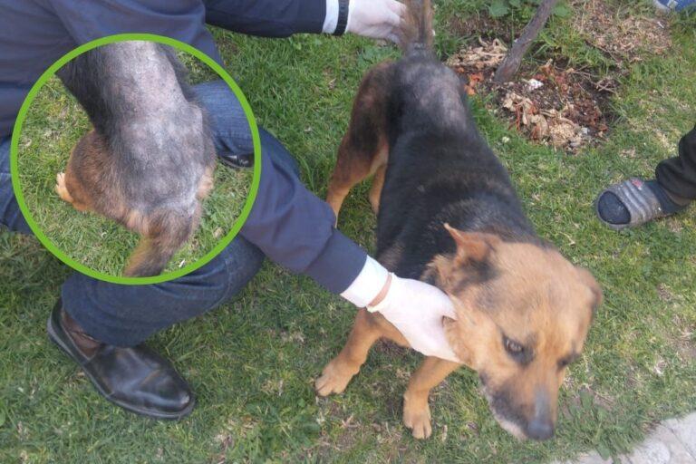 Imagen: Levantan denuncia contra el cuidador de la perrita rescatada en Mineral de la Reforma