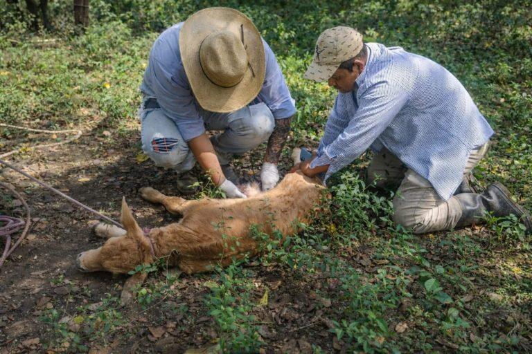 Imagen: Las enfermedades y plagas que amenazan a los ganaderos de la Huasteca, en Hidalgo