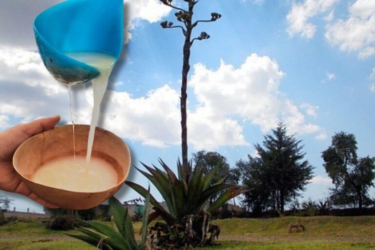 Imagen: Festival Pulquero y Gastronómico Santa Mónica 2026 reunirá música, concursos y tradición en Hidalgo