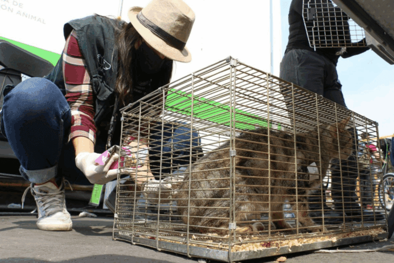 Imagen: Sancionan por animales exóticos en área de expoventa de Santiago de Anaya