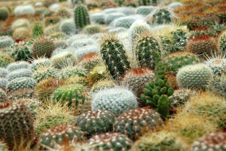 Imagen: Ciudad Sahagún será lugar de encuentro de entusiastas de las cactáceas y las suculentas