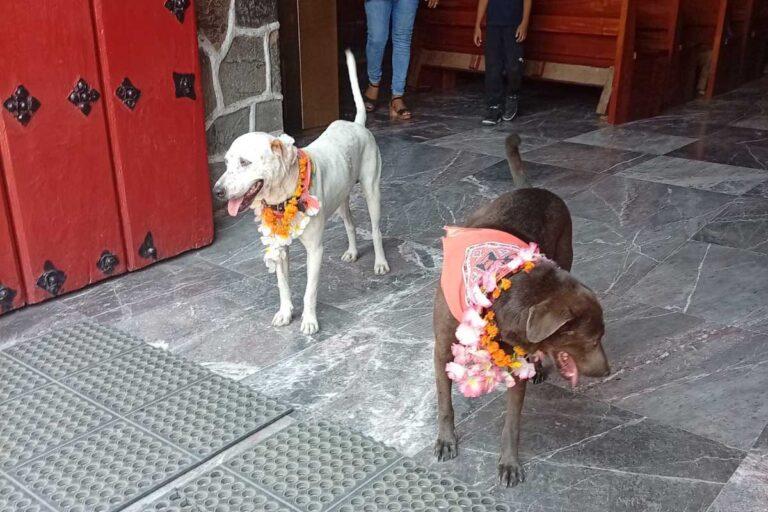 Imagen: Huejutla: Peregrino y Güero, compañeros de fe de los huastecos