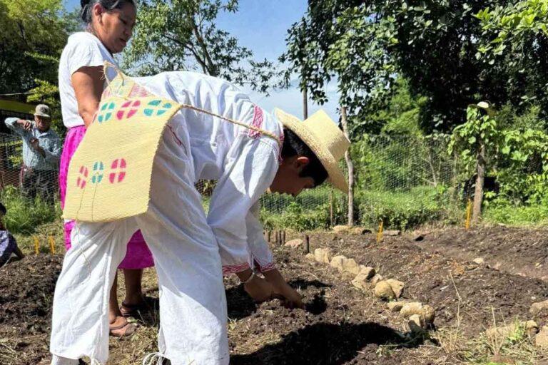 Imagen: Huejutla: Solsticio de verano, época para sembrar cempasúchil