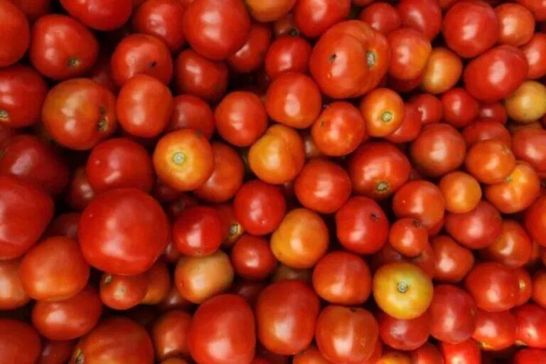 Imagen: ¿Bajará el precio del jitomate? Esto fue lo que acordaron productores y comerciantes