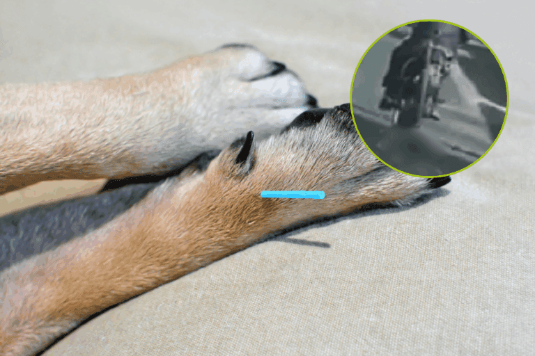Imagen: Denuncian presunto caso de maltrato animal en Nopala; perro habría sido arrastrado por una motocicleta