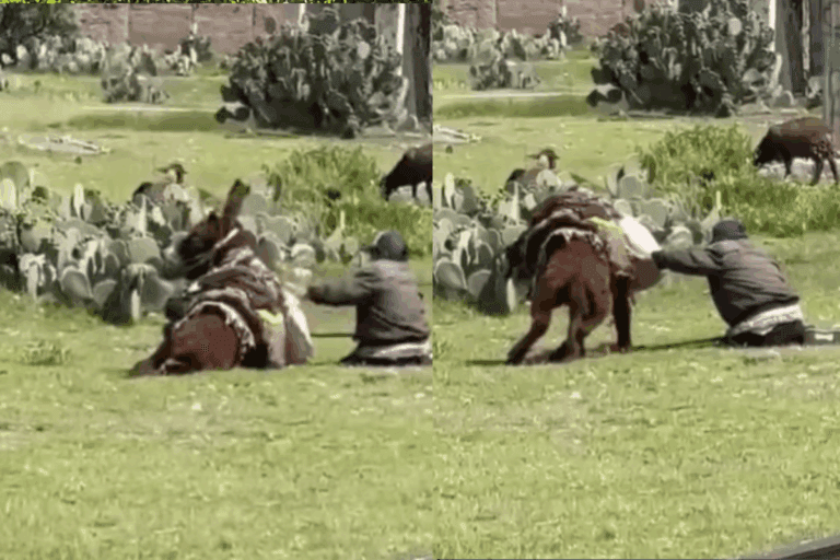 Hidalgo: Rescatan a burro tras video de maltrato y abren investigación
