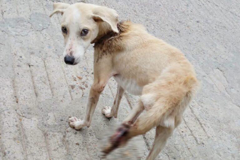 Imagen: Huejutla: Solicitan apoyo para salvar a tres perros afectados por el gusano barrenador